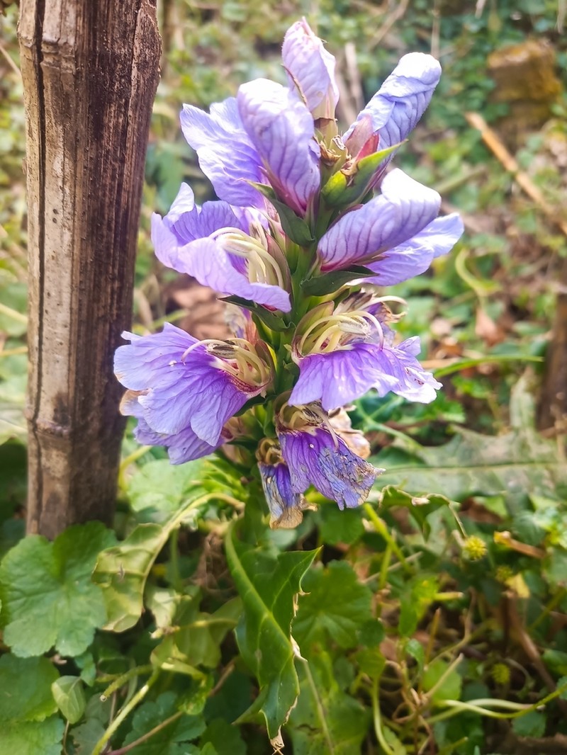 Acanthus eminens photo 8