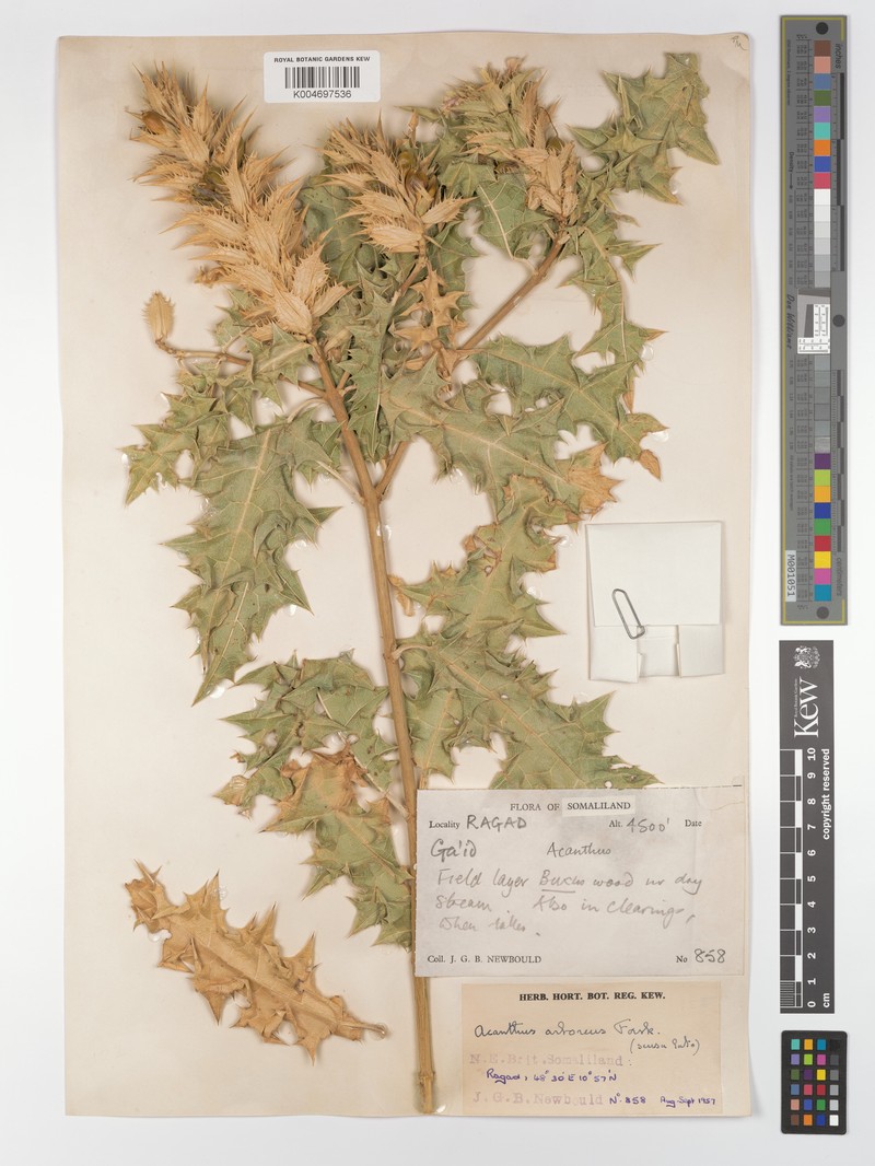 Acanthus gaed