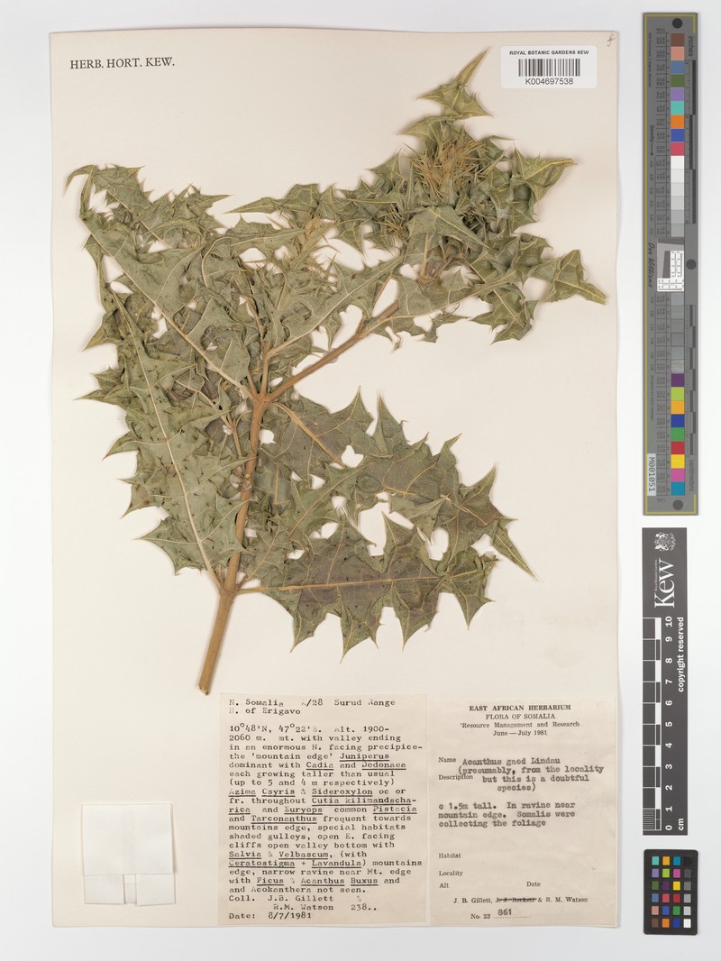 Acanthus gaed photo 2