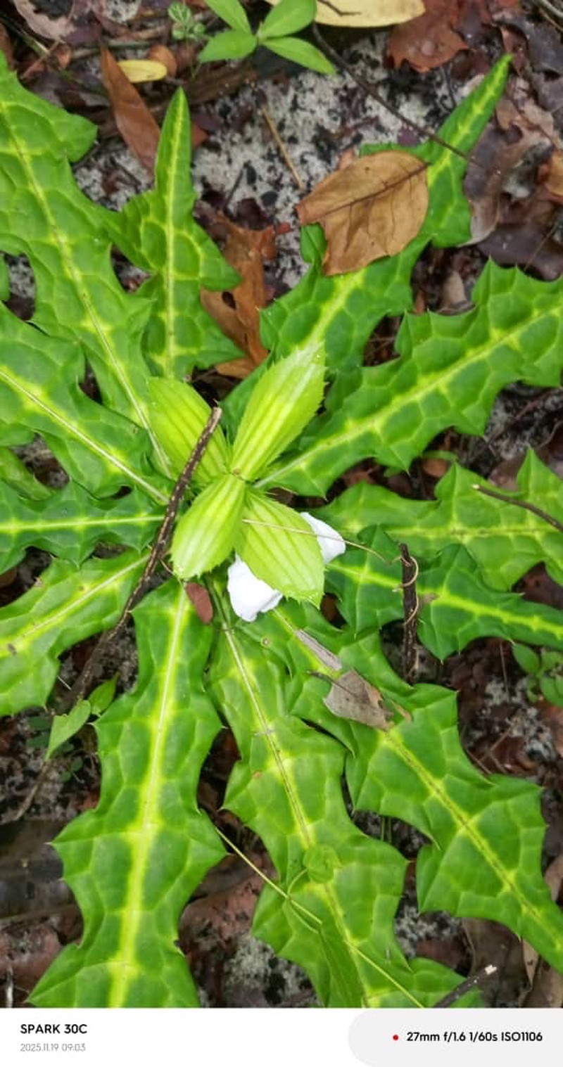Acanthus guineensis