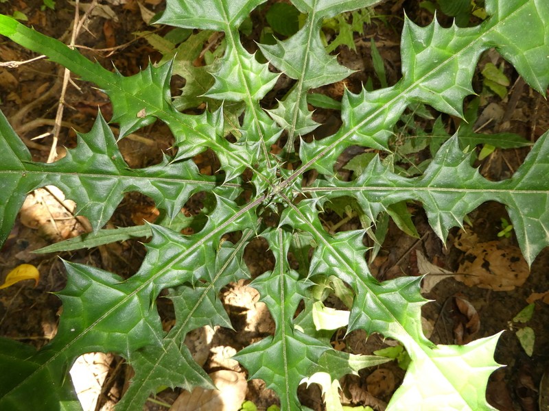 Acanthus guineensis photo 2