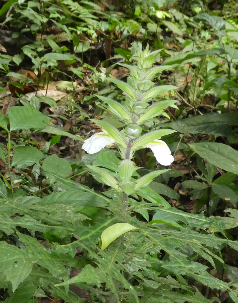Acanthus guineensis photo 3