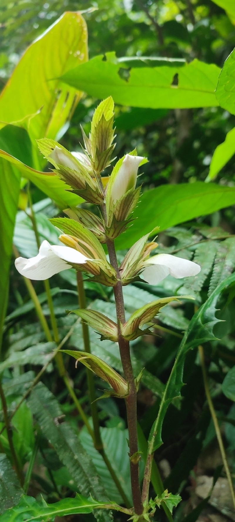 Acanthus guineensis photo 4