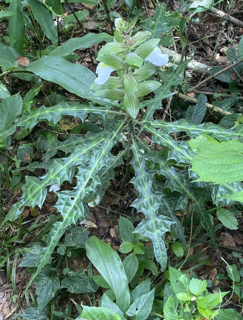 Acanthus guineensis photo 5