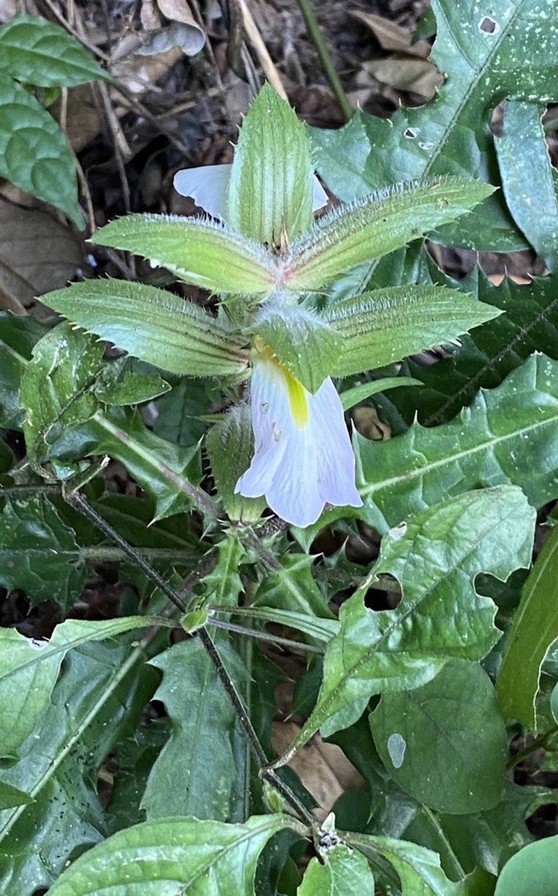 Acanthus guineensis photo 6