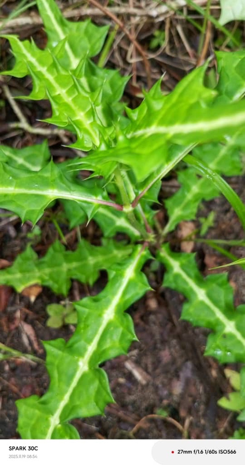 Acanthus guineensis photo 7
