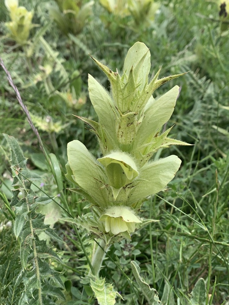 Acanthus hirsutus photo 2