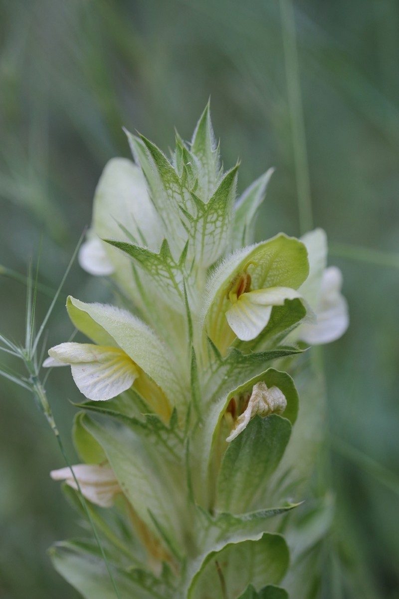 Acanthus hirsutus photo 3