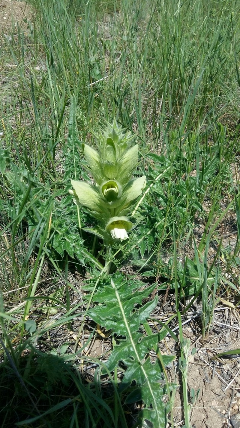 Acanthus hirsutus photo 4