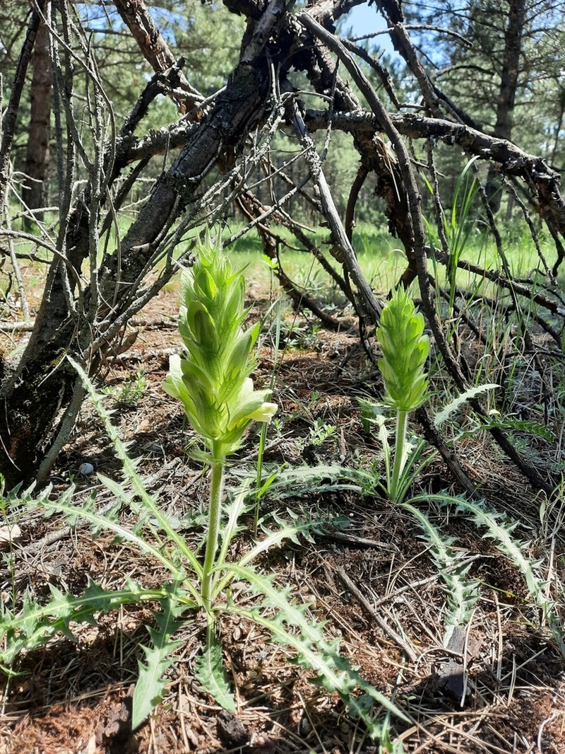 Acanthus hirsutus photo 5