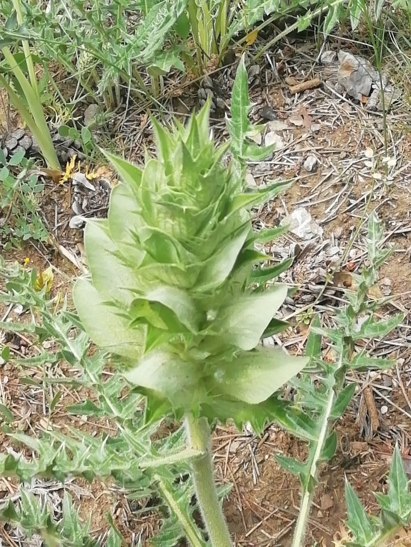 Acanthus hirsutus photo 6