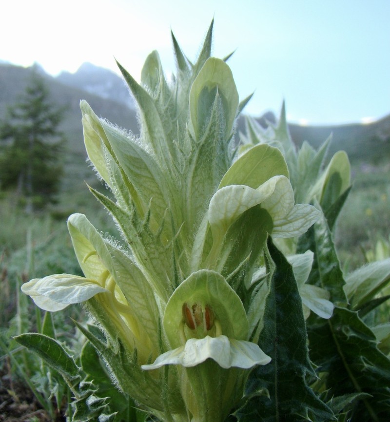 Acanthus hirsutus photo 7