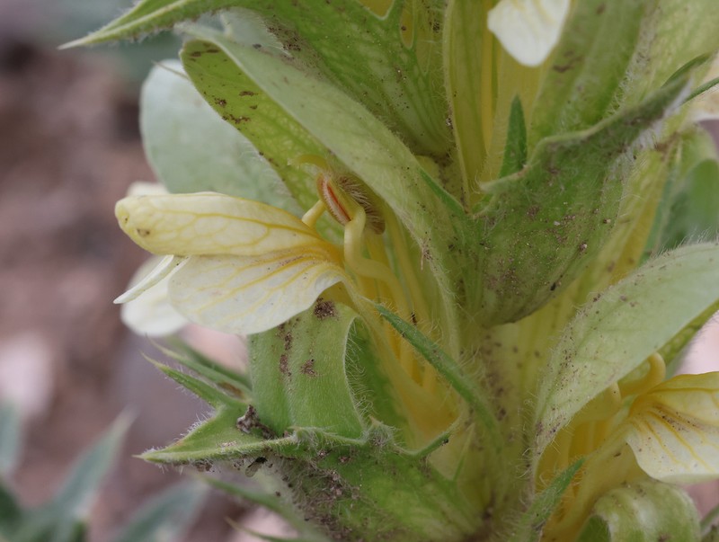 Acanthus hirsutus photo 8