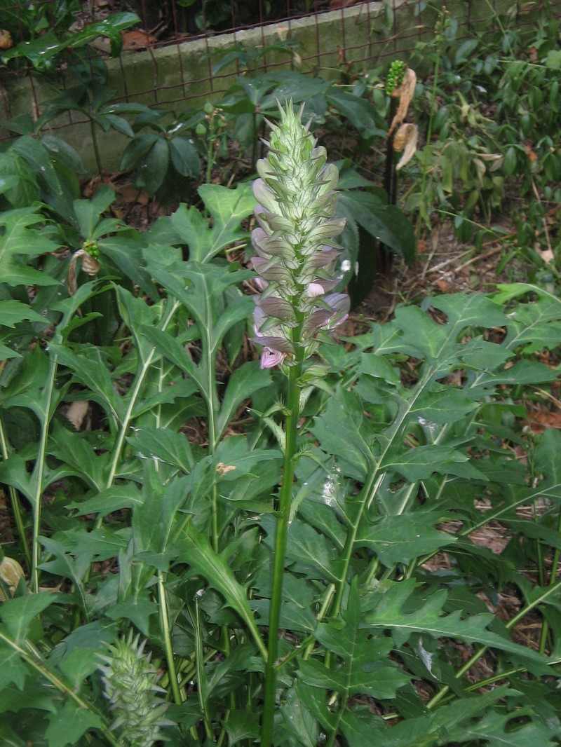 Acanthus hungaricus