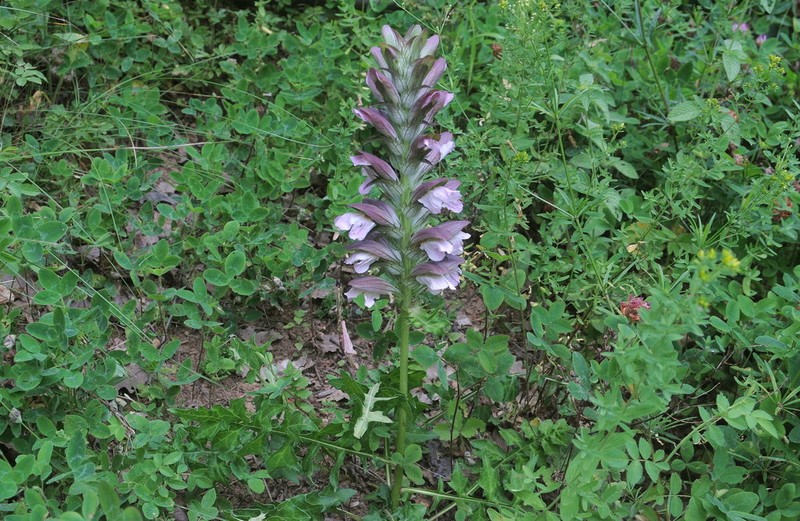 Acanthus hungaricus photo 2