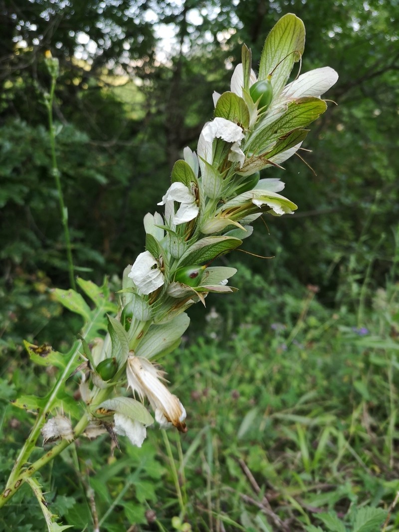 Acanthus hungaricus photo 3