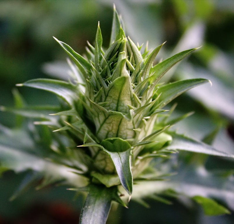 Acanthus hungaricus photo 4