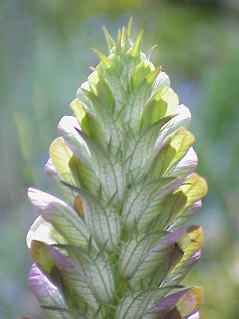 Acanthus hungaricus photo 5