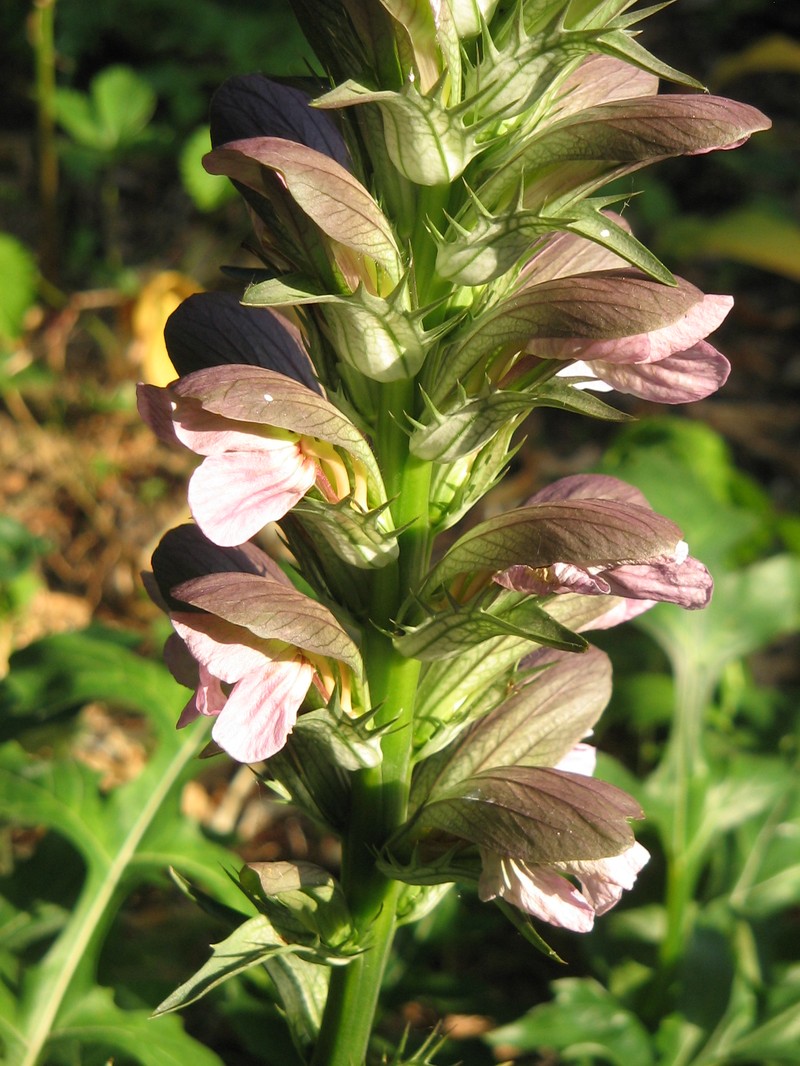 Acanthus hungaricus photo 6