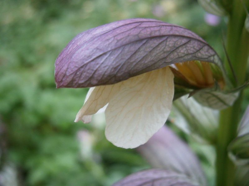 Acanthus hungaricus photo 7