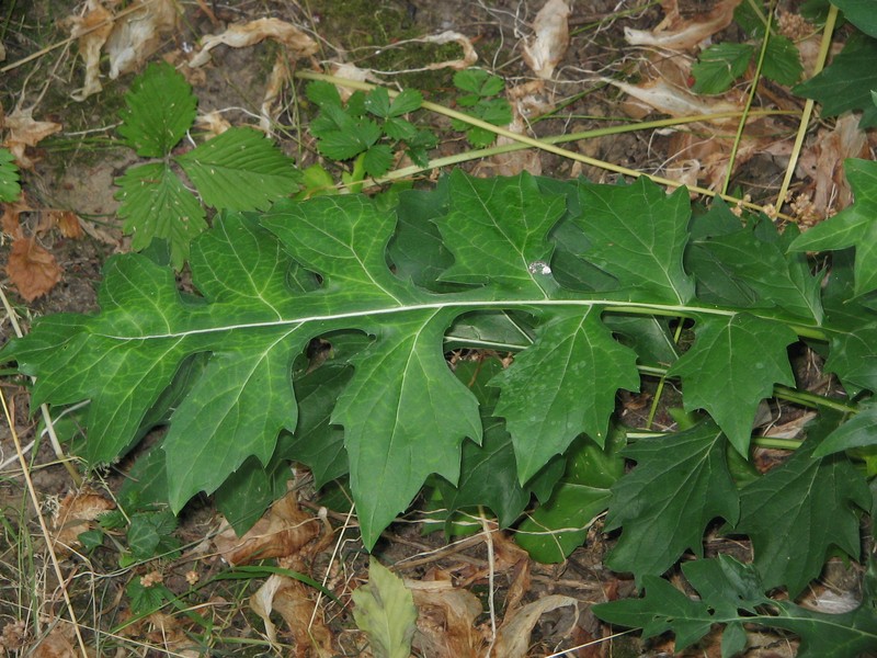 Acanthus hungaricus photo 8