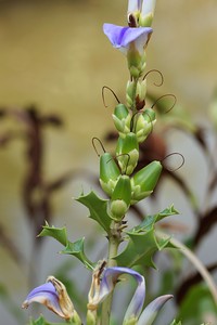 Acanthus ilicifolius