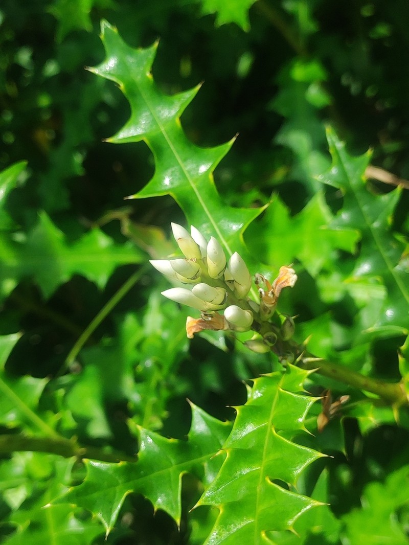 Acanthus ilicifolius photo 2