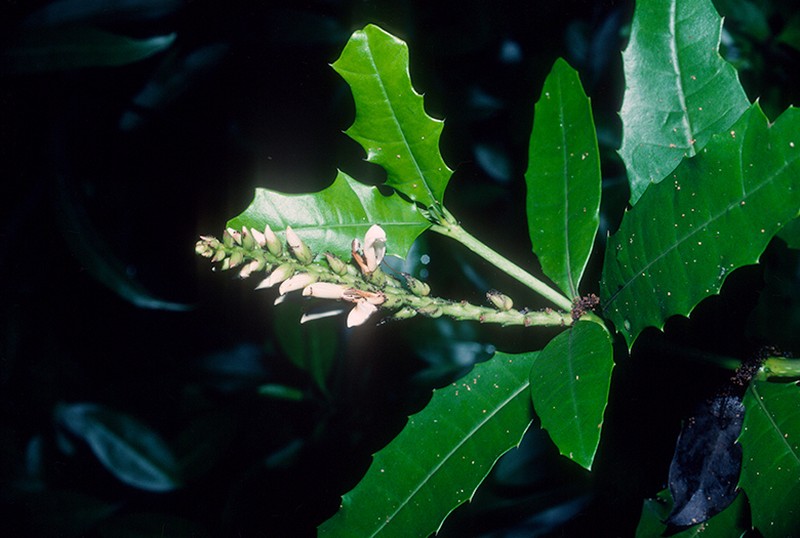 Acanthus ilicifolius photo 3