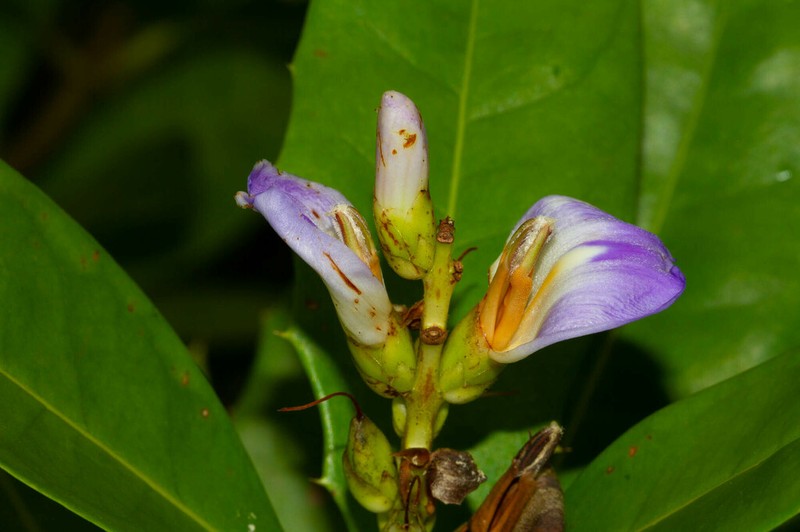 Acanthus ilicifolius photo 6