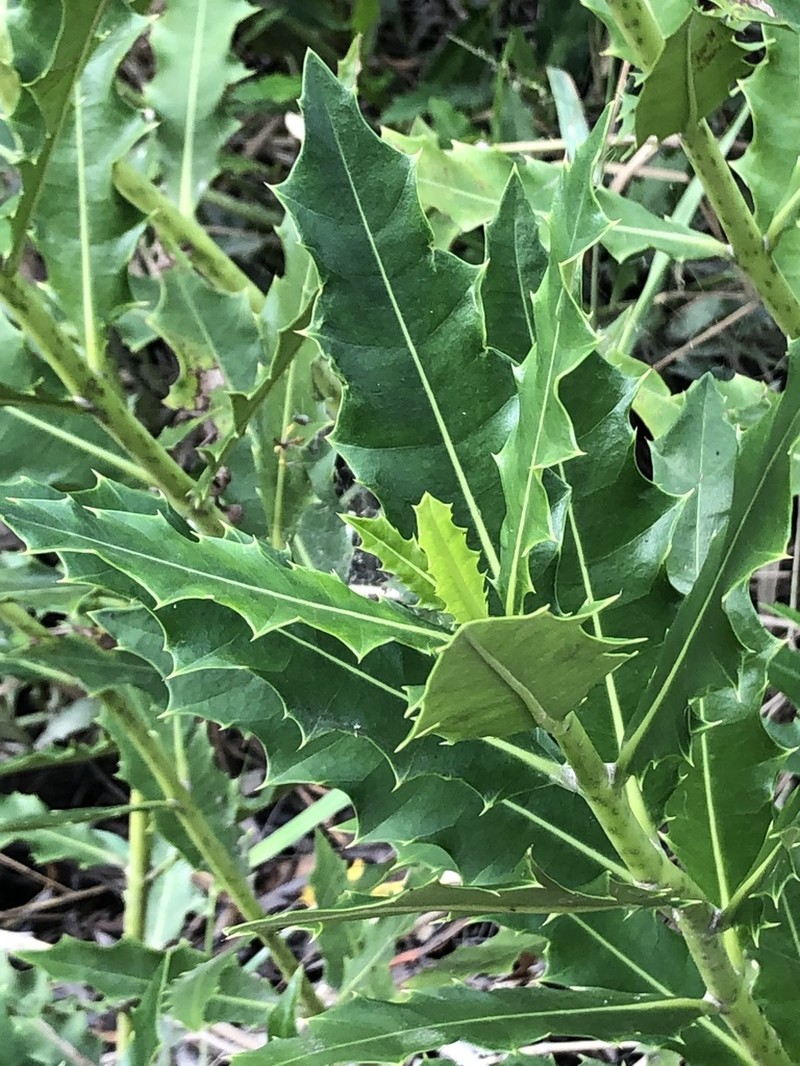 Acanthus ilicifolius photo 7