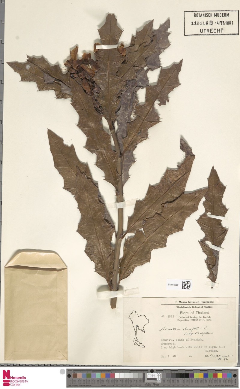 Acanthus ilicifolius var. ilicifolius