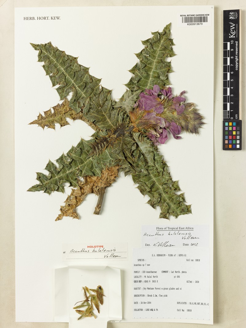 Acanthus kulalensis