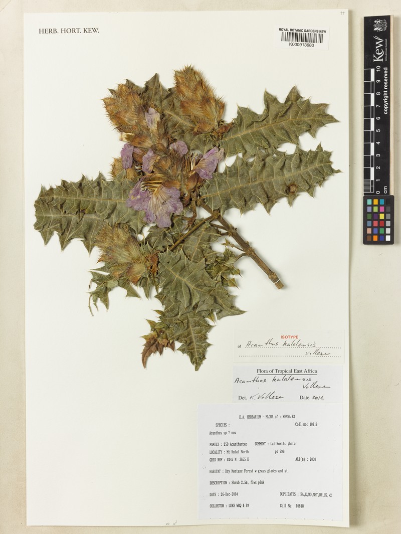 Acanthus kulalensis photo 2