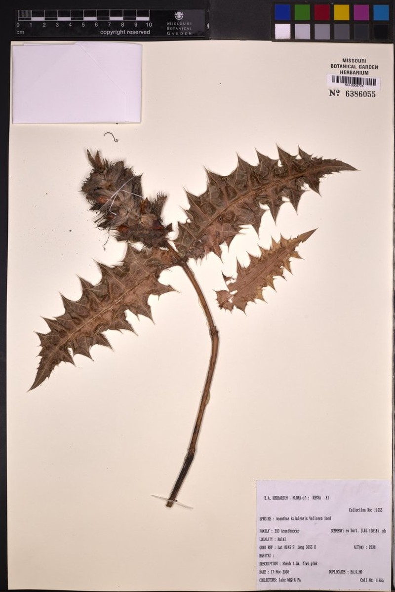 Acanthus kulalensis photo 3