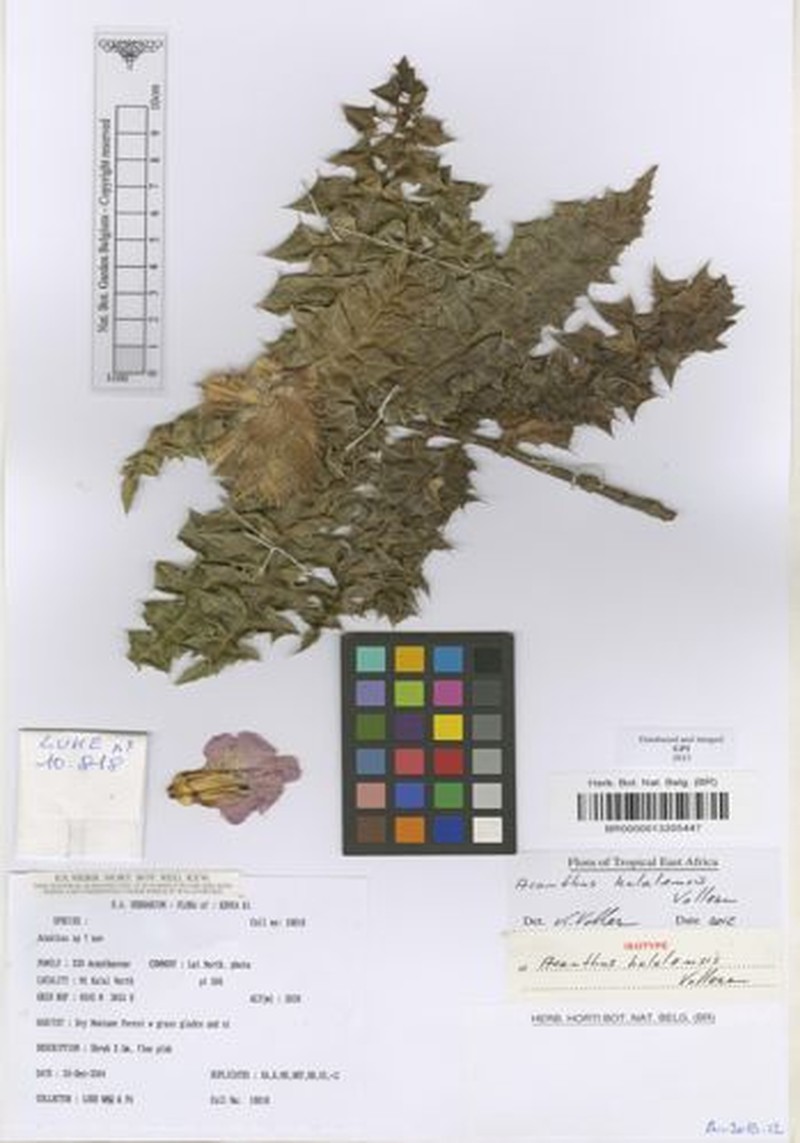 Acanthus kulalensis photo 4