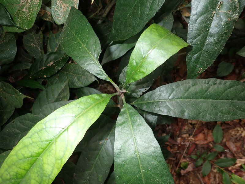 Acanthus latisepalus