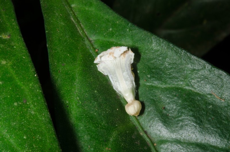 Acanthus latisepalus photo 2