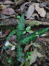 Acanthus leucostachyus