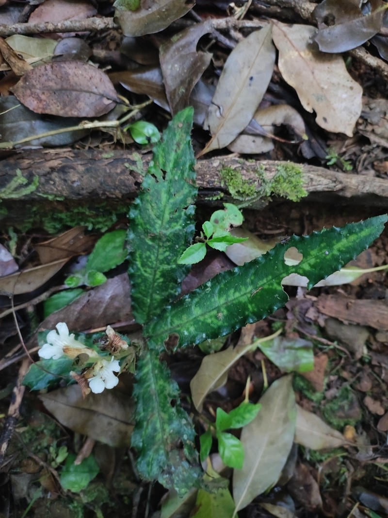 Acanthus leucostachyus