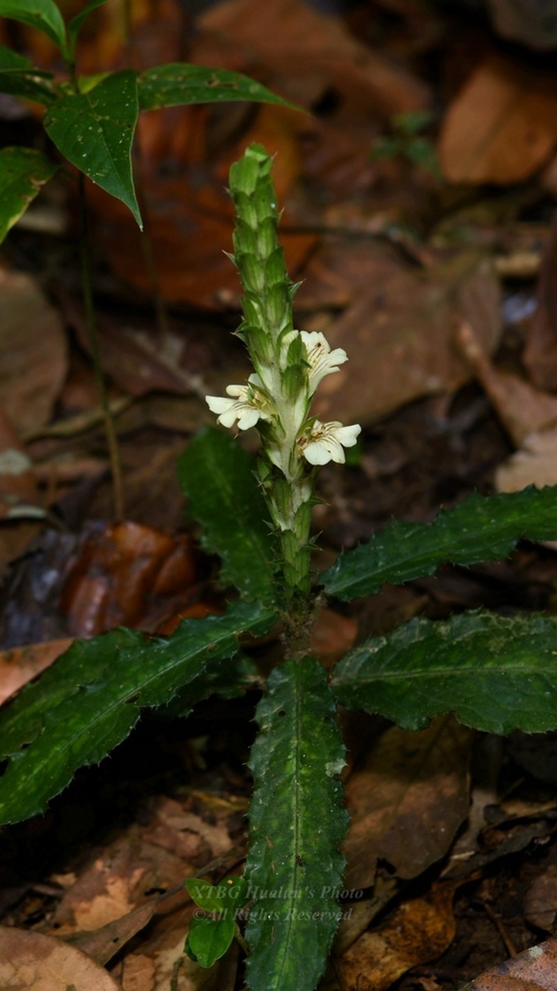 Acanthus leucostachyus photo 2