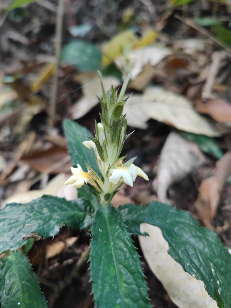 Acanthus leucostachyus photo 3
