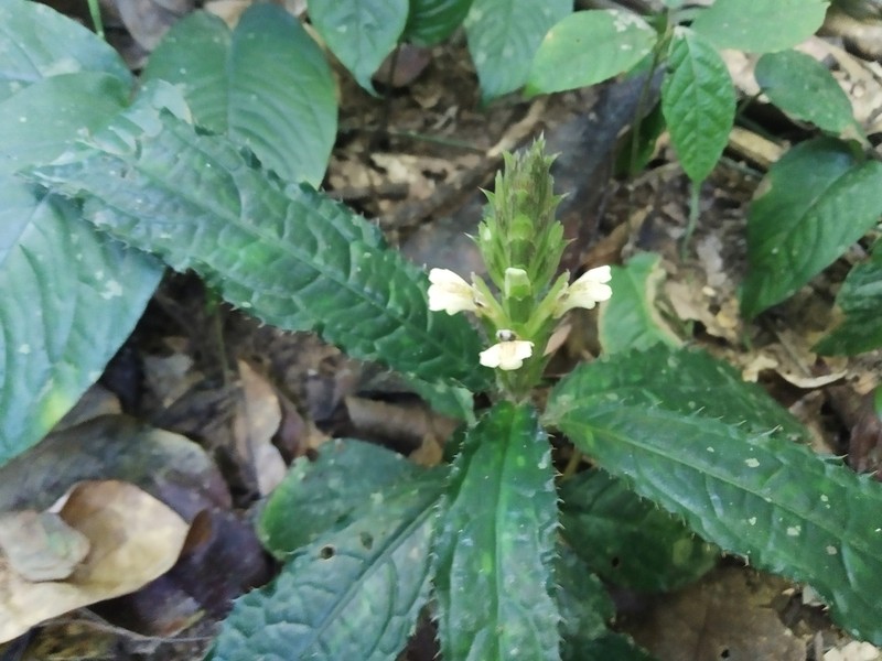 Acanthus leucostachyus photo 4