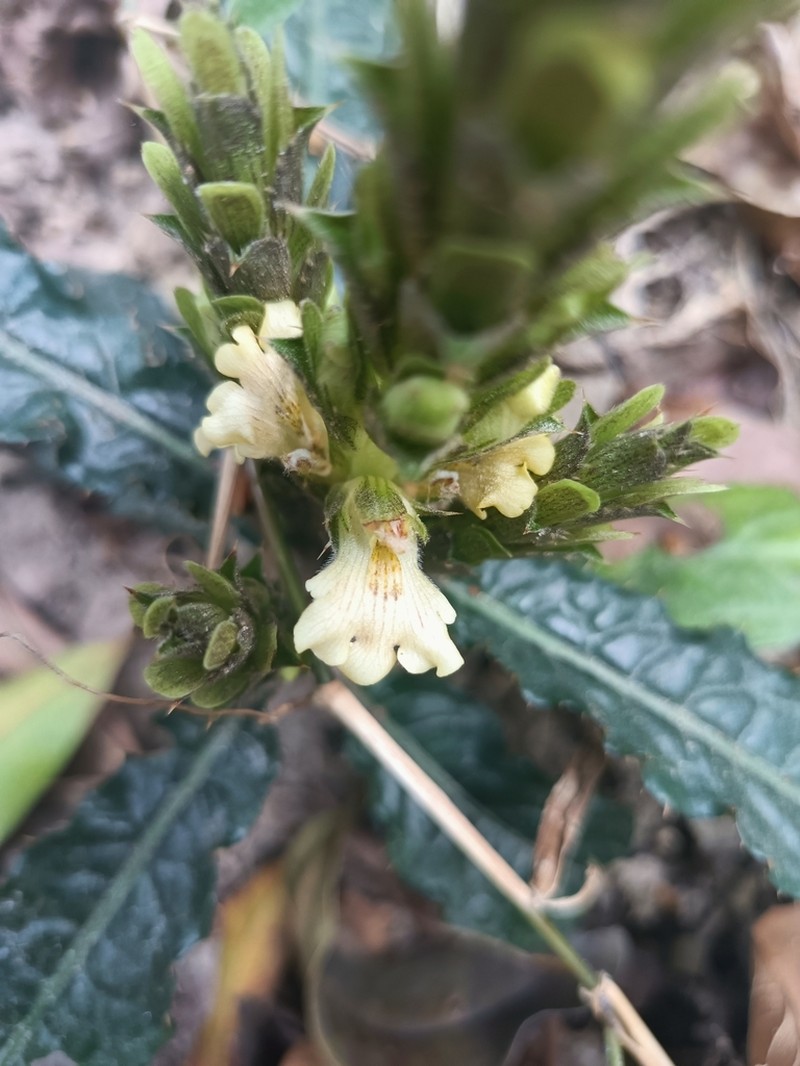 Acanthus leucostachyus photo 5