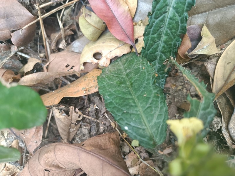 Acanthus leucostachyus photo 6