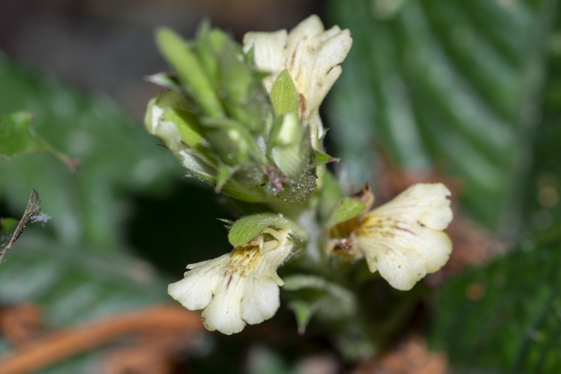 Acanthus leucostachyus photo 7