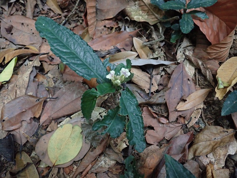 Acanthus leucostachyus photo 8