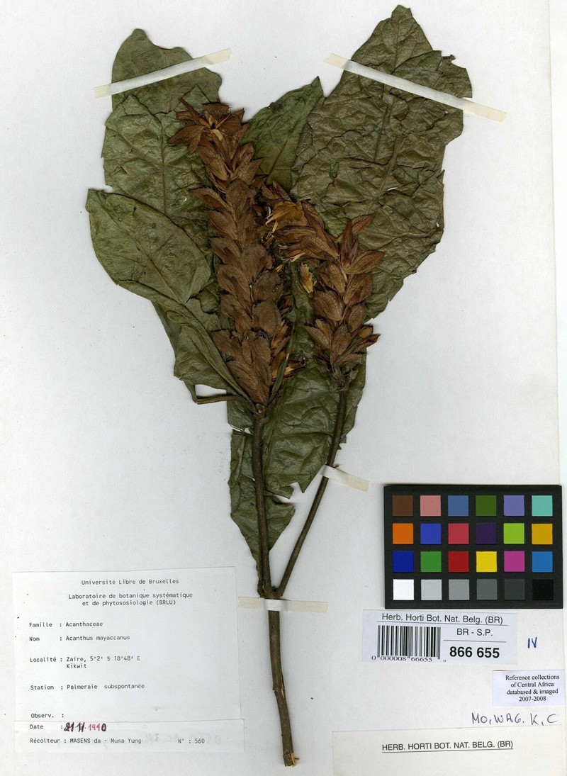 Acanthus mayaccanus