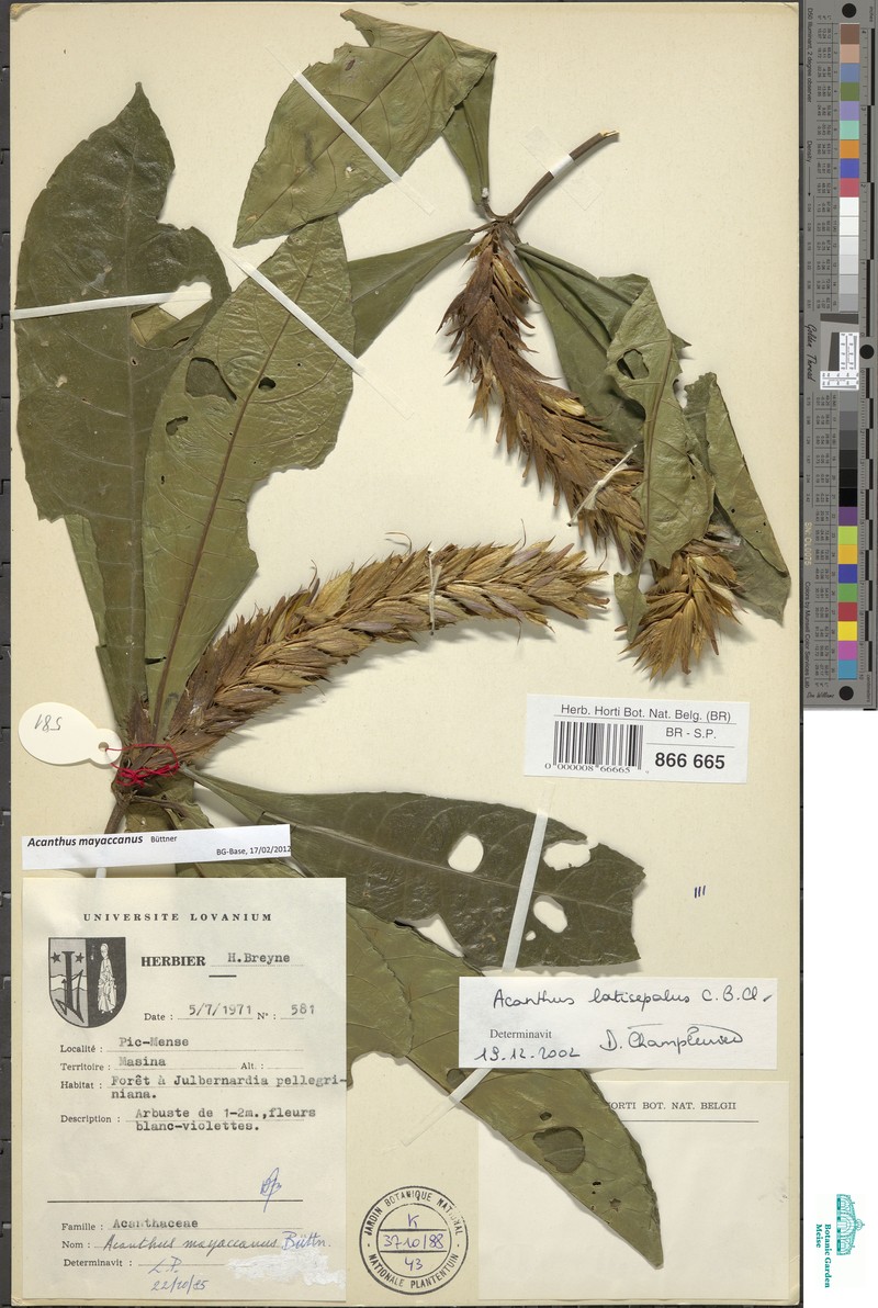 Acanthus mayaccanus photo 2