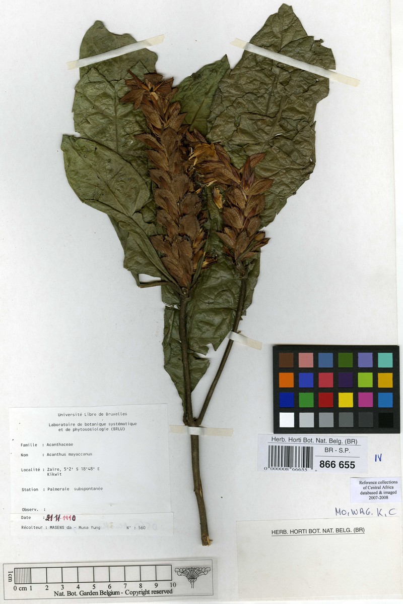 Acanthus mayaccanus photo 3