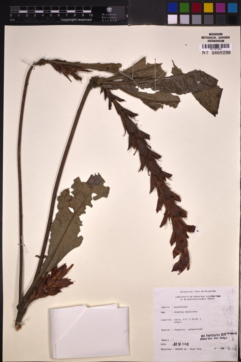Acanthus mayaccanus photo 4